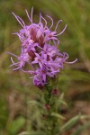 Dotted Blazing Star (Dotted Gayfeather) blossoms detail