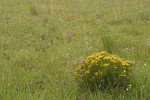 Broom Snakeweed in meadow