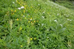 Subalpine meadow w/ Mountain Arnica, Sitka Valeriana, Bracted Lousewort, Green Corn Lilies