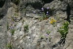 Alpine Goldenrod & Scotch Bluebells in cracks on rock cliff
