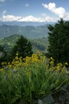 Mountain Arnica w/ clearcut forest & Mt. Baker bkgnd