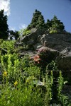 Mountain Arnica, Red Columbine, Davidson's Penstemon on rock cliff