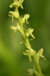 Slender Bog Orchid blossoms detail