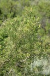 Greasewood male blossoms & foliage
