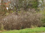 Snowberry thicket, early winter