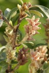 Shortfruit Willow female aments & foliage detail