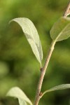 Shortfruit Willow foliage & twig detail