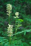 Astragalus canadensis var. mortonii