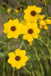 Columbia Coreopsis blossoms detail