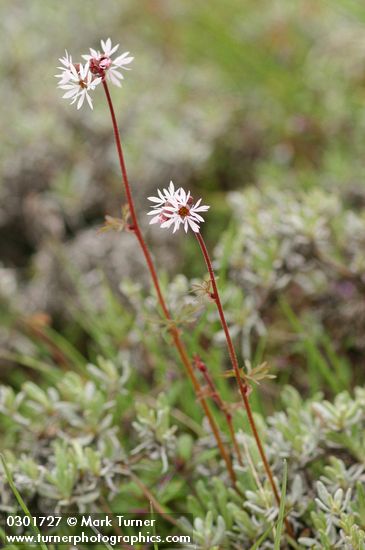 Lithophragma glabrum (L. bulbiferum)