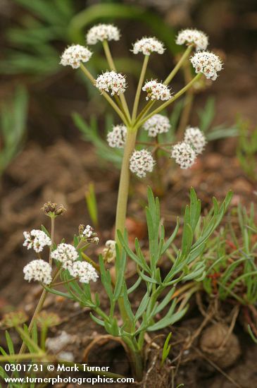 Lomatium piperi