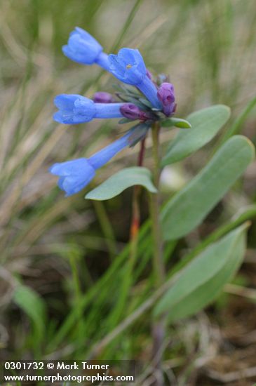 Mertensia longiflora