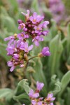 Daggerpod blossoms & foliage detail