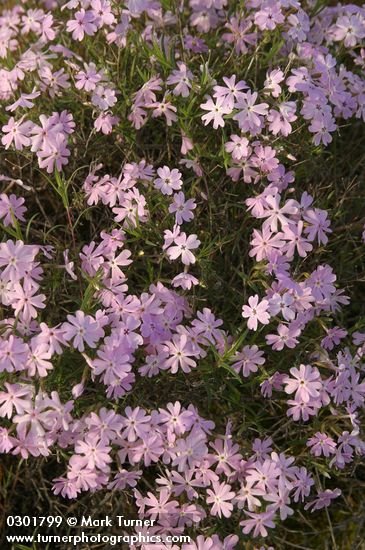 Phlox speciosa