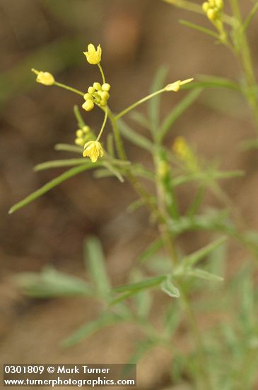 Descurainia pinnata ssp. filipes