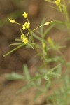 Western Tansymustard blossoms