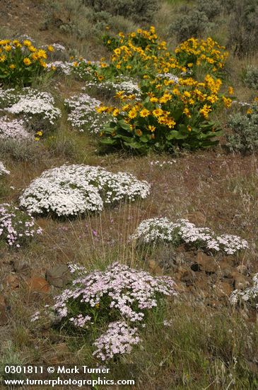 Phlox speciosa; Balsamorhiza sagittata