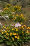 Arrowleaf Balsamroot w/ Showy Phlox