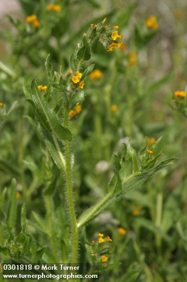 Amsinckia lycopsoides