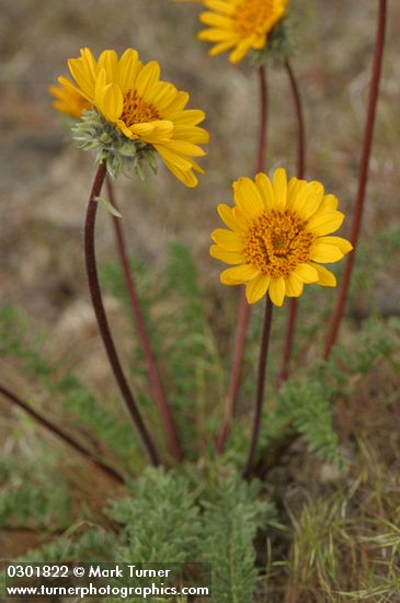 Balsamorhiza hookeri