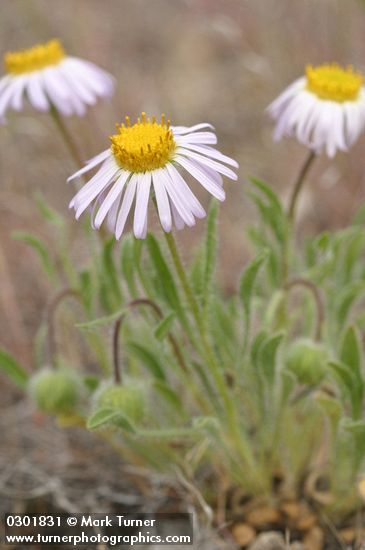 Erigeron poliospermus