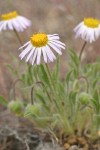 Cushion Daisy