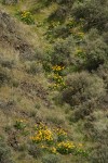 Arrrowleaf Balsamroot among grasses & Big Sagebrush in draw