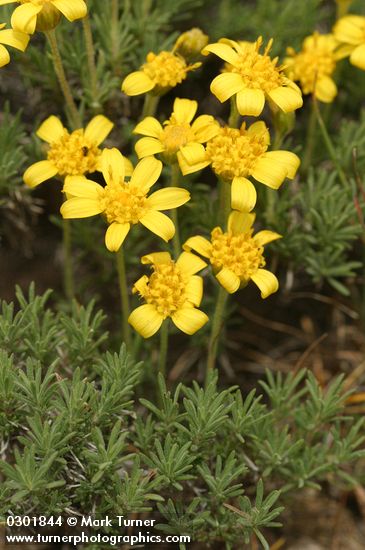 Stenotus stenophyllus (Haplopappus stenophyllus)