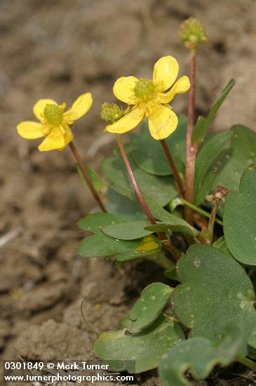 Ranunculus glaberrimus