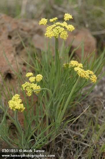 Lomatium triternatum