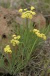 Nineleaf Biscuitroot