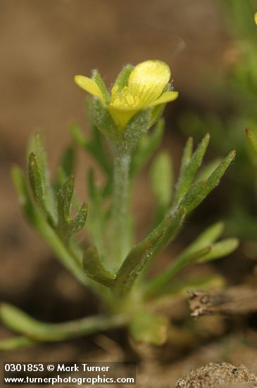 Ceratocephala testiculata (Ranunculus testiculatus)