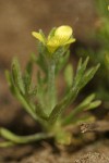 Hornseed Buttercup, detail