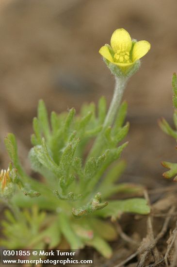 Ceratocephala testiculata (Ranunculus testiculatus)