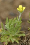 Hornseed Buttercup, detail