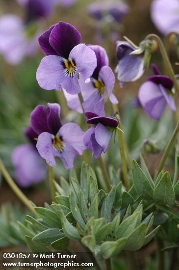 Viola trinervata