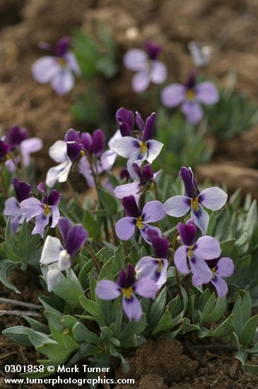 Viola trinervata