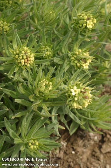 Lithospermum ruderale