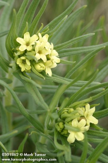 Lithospermum ruderale