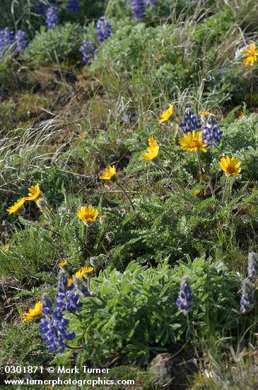 Lupinus lepidus; Balsamorhiza hookeri