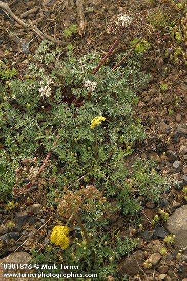 Lomatium quintuplex; L. canbyi