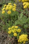 Umptanum Ridge Desert Parsley