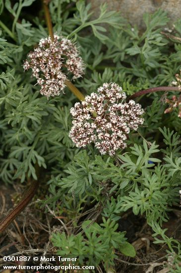 Lomatium canbyi