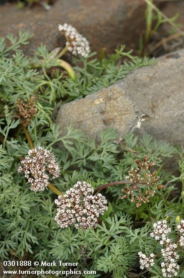 Lomatium canbyi