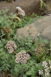 Canby's Desert Parsley