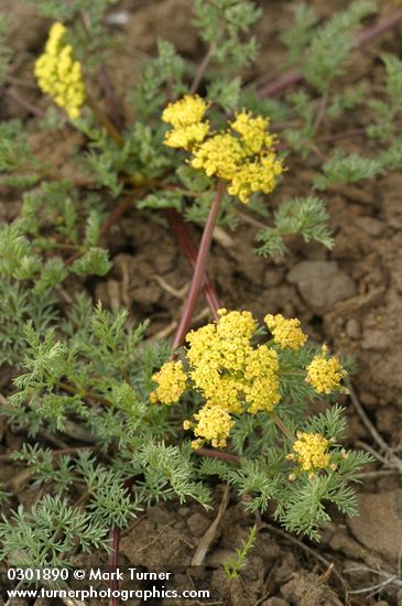 Lomatium quintuplex