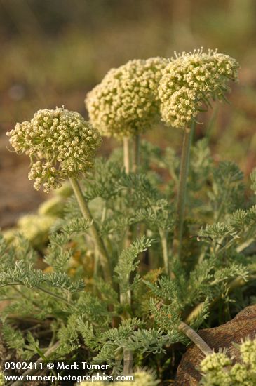 Lomatium macrocarpum