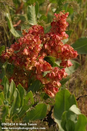 Rumex venosus