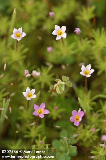 Linanthus bicolor