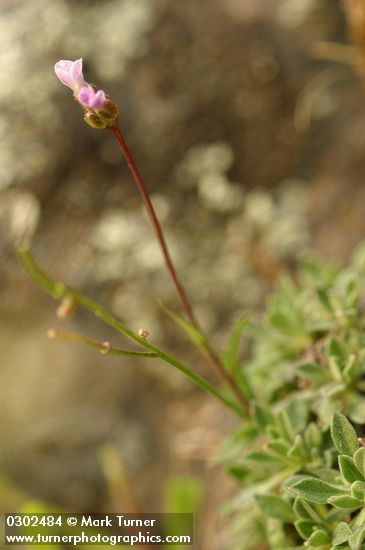 Arabis microphylla